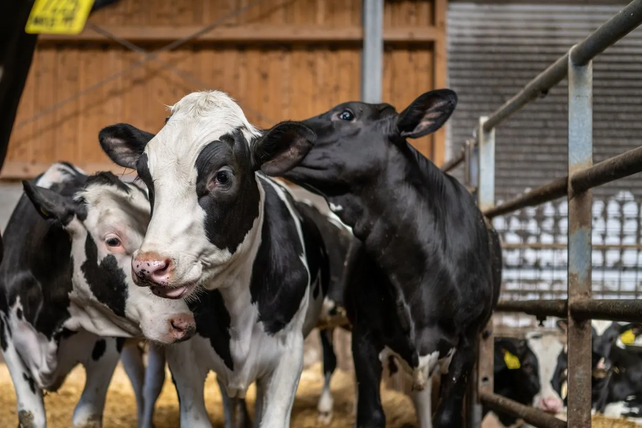 Dairy cattle in a monitored barn