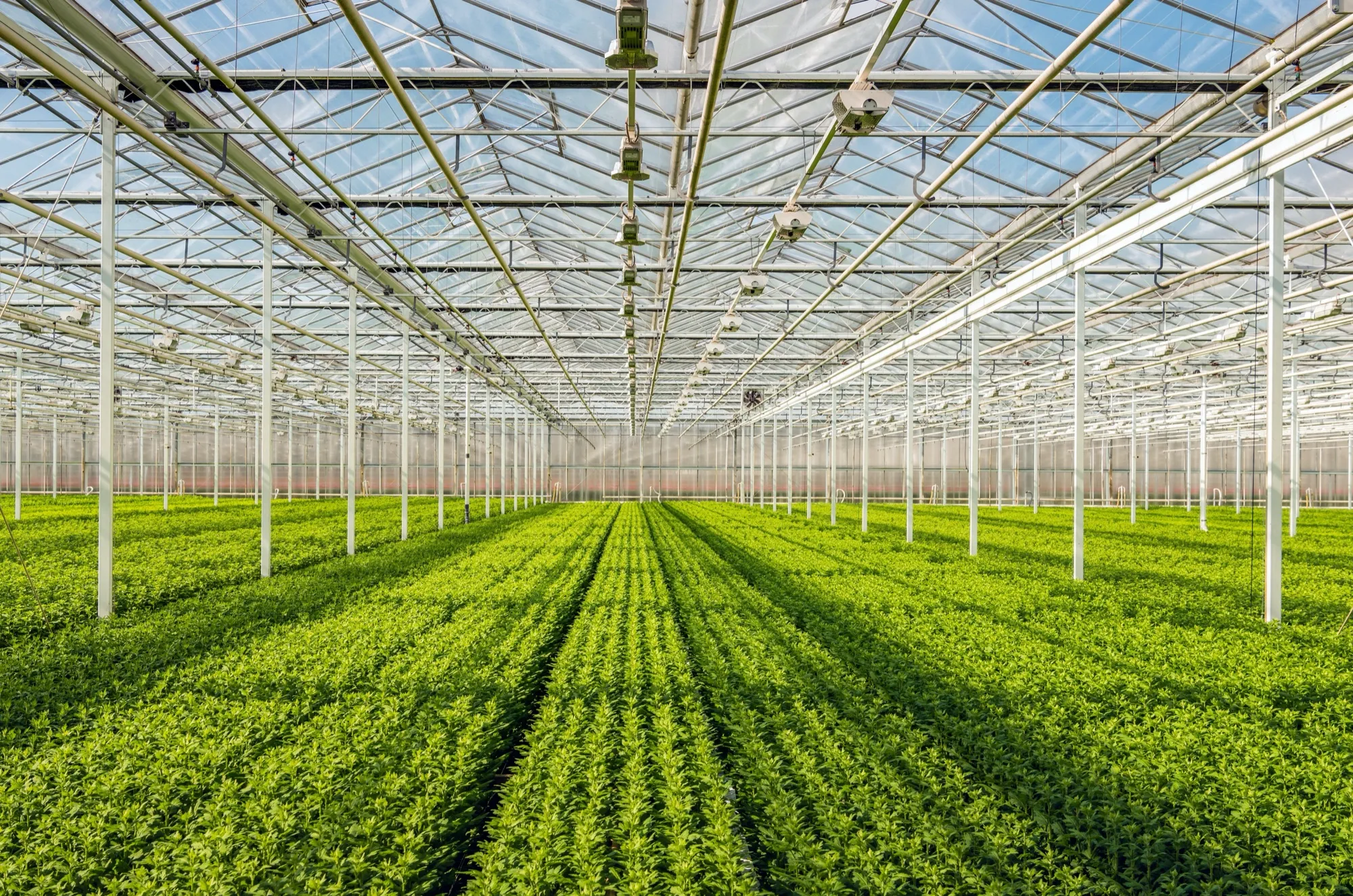 Greenhouse vegetable rows with IoT monitoring