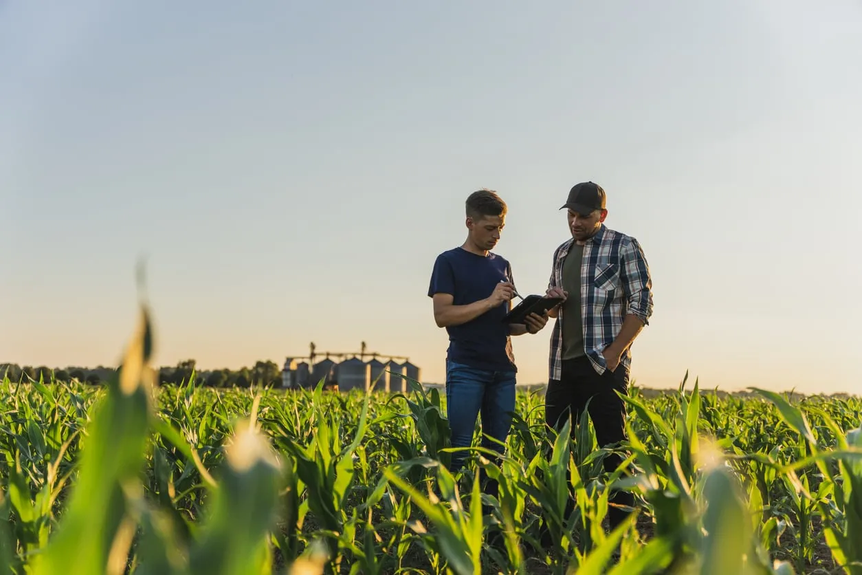 Farmers reviewing field data on a tablet in a corn field